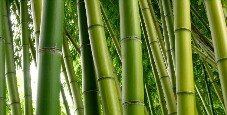 Cara Mencegah Bambu dari Serangan Rayap